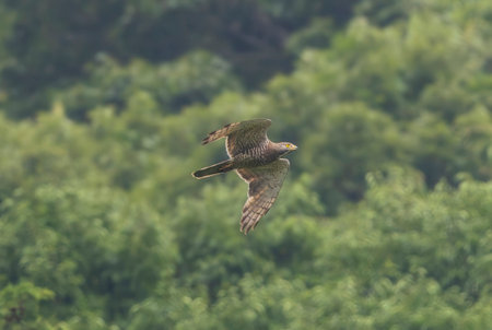 Grey-faced buzzard in flying. in the mountain background.