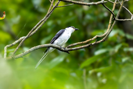 Ryukyu minivet on a branch of tree.の写真素材