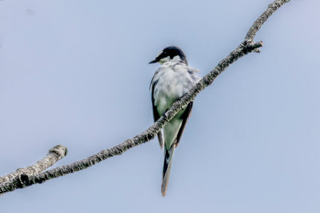 Ryukyu minivet on a branch of tree.の写真素材