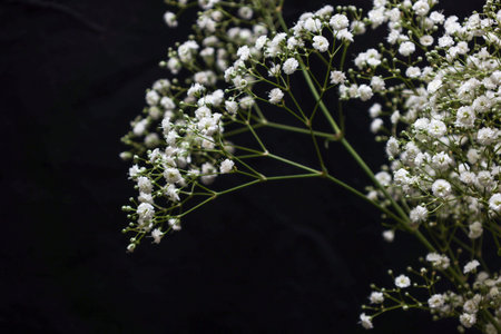 Beautiful gypsophila flowers on black background, closeupの写真素材
