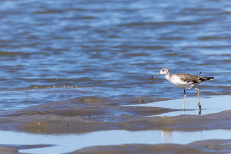 Greenshank walking in the tidal flat beach.の写真素材