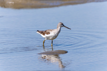 Greenshank walking in the tidal flat beach.の写真素材