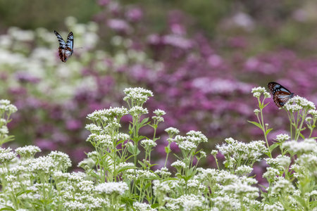 Chestnut Tiger butterfly flying in the thoroughwort flower garden.