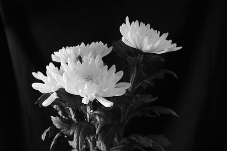 White chrysanthemum in a black background.の写真素材