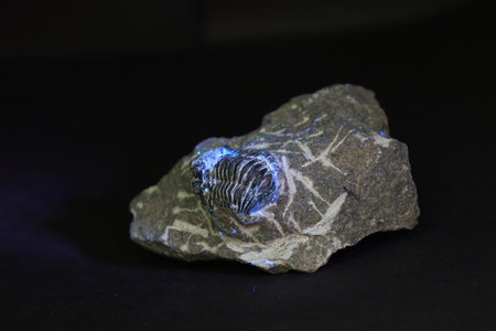Fossil of a fossil on a rock, closeup of photo