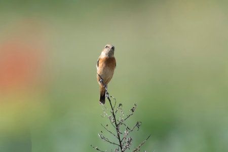 Siberian Stonechat perching on a weed in the Japanese autumn field.