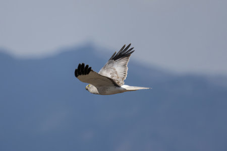 Male Hen harrier in flight against a blue sky.の写真素材