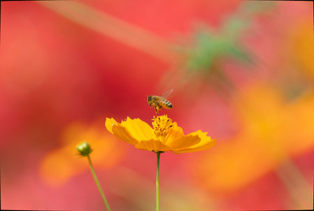 Honey bee and cosmos sulphureus on a blurred background.