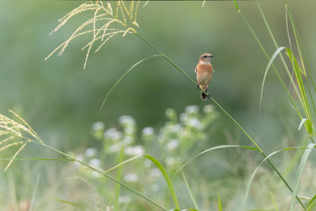 Siberian Stonechat perching on the Japanese pampas grass.の写真素材
