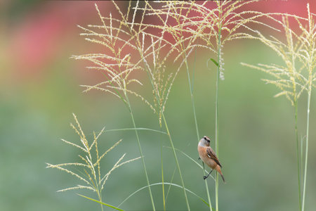 Siberian Stonechat perching on the Japanese pampas grass.の写真素材