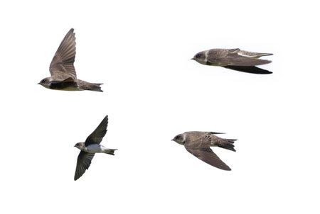 Clipped image of bank swallow in flying isolated a white background.の写真素材