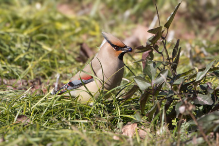 Japanese waxwing on the ground to eat mondo grass berry.の写真素材