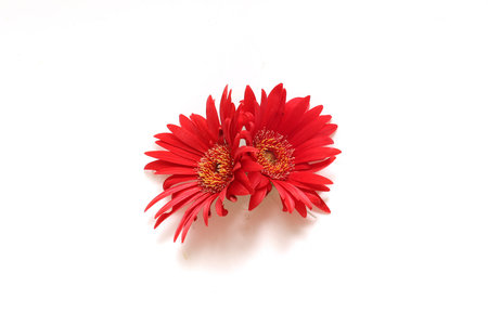 Bouquet of gerbera flower isolated on a white background.の写真素材