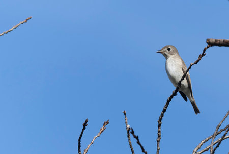 Brown flycatcher perching on the branch of tree.の写真素材