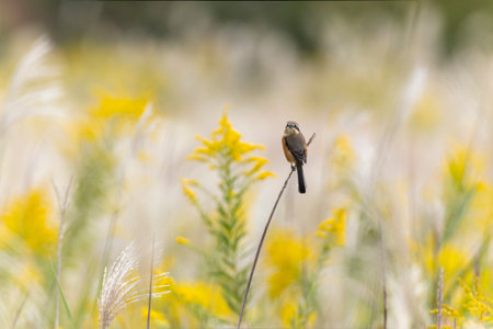 Gray bull-headed shrike in the Japanese autumn farmland.の写真素材