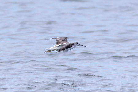 Greenshank in flight over the tidal flat.の写真素材