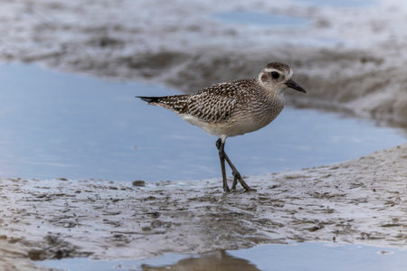 Black-bellied plover in the tidal flat beach.の写真素材