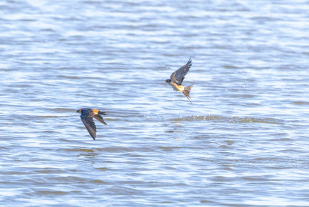 Red-rumped swallow dives into a pond to drink water