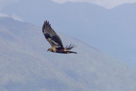 Eastern marsh harrier in flight in the mountain background.