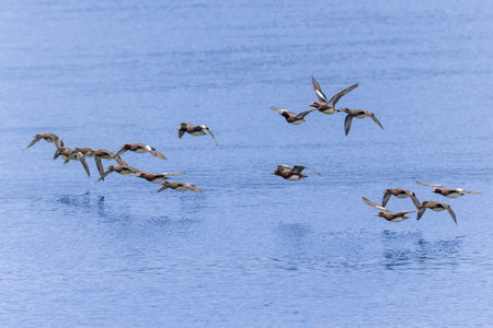 Group of Wigeons flying over the river.の写真素材