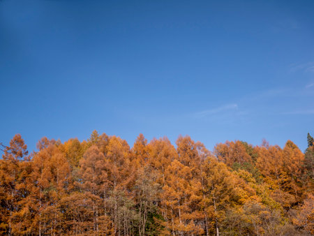 Japanese larch forest in autumn.の写真素材