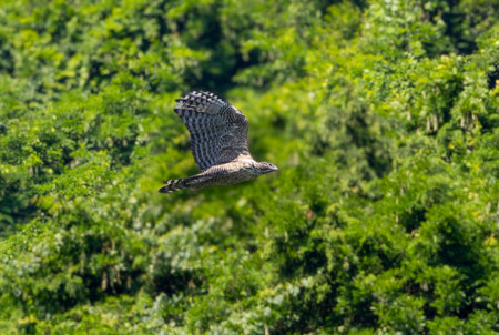 Mountain Hawk-eagle in flying.