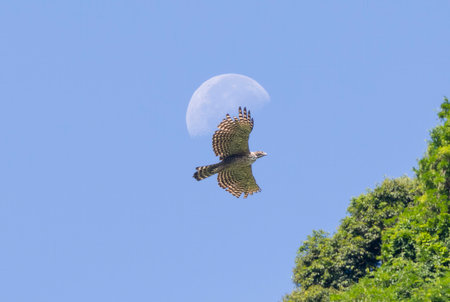 Mountain Hawk-eagle in flying.