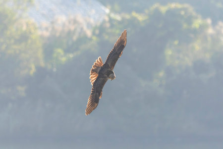 Eastern marsh harrier in flight