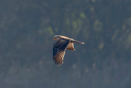 Eastern marsh harrier in flight