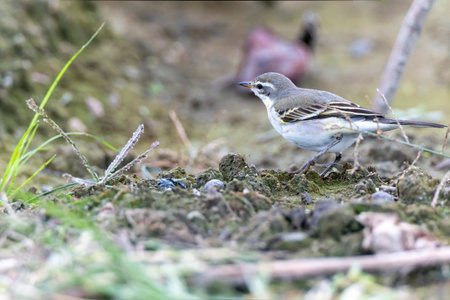 Young Yellow wagtail in the idle field.