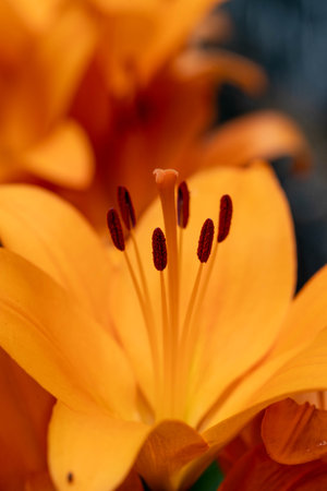 Close-up picture of lily in a black background.の写真素材