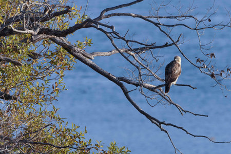 buzzard perching on the tree by the river.