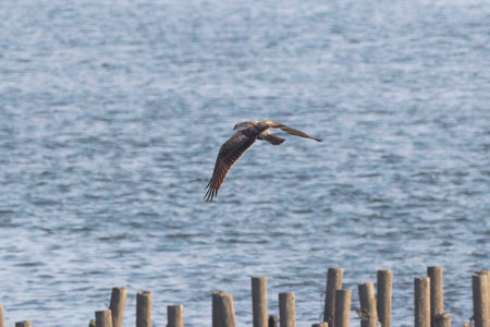 Eastern marsh harrier in flight over the riverside.