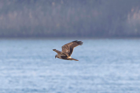 Eastern marsh harrier in flight over the riverside.