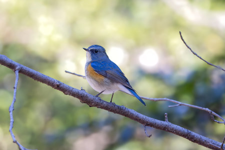 Red-flanked bluetail on a branch of tree.の写真素材
