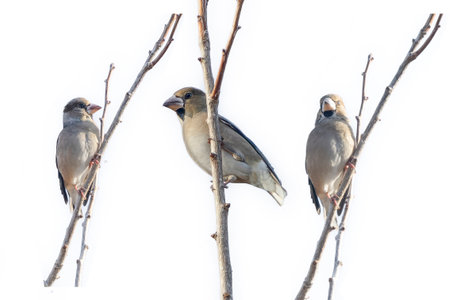 Clipped picture of Hawfinch on a branch of tree.の写真素材