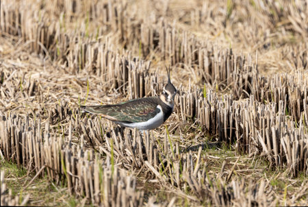 Northern lapwing in the winter rice paddy.