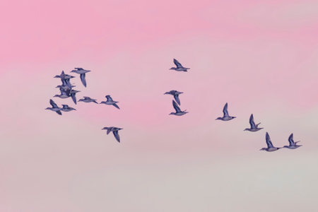 Group of Baikal teal flying in the setting sun.