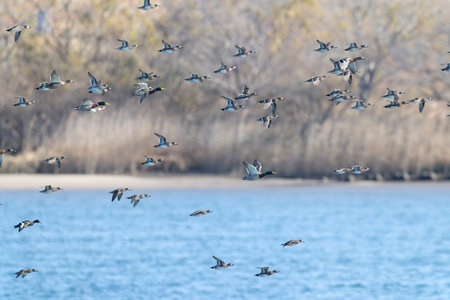 Group of Baikal teal flying over the river.の写真素材