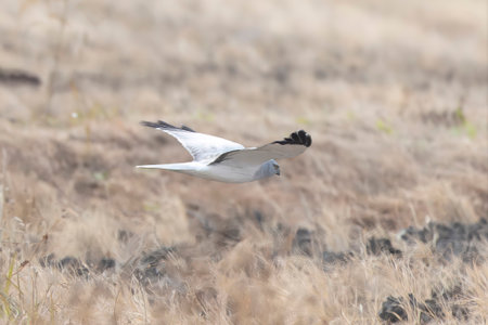 Hen Harrier in flying over the winter rice paddy.の写真素材