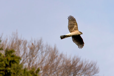 A Sparrow hawk flying in the blue sky background.の写真素材