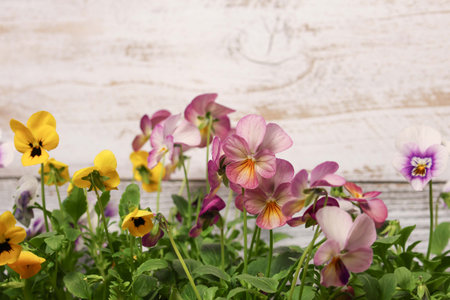 Various color of violas isolated on a wooden background.