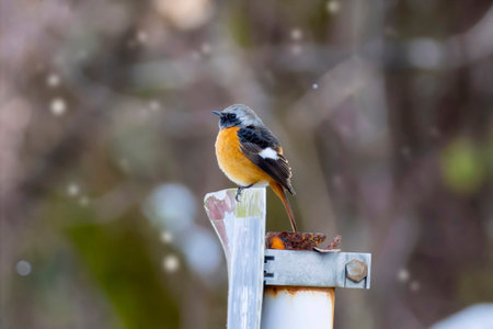 A Daurian Redstart puffing up its body.