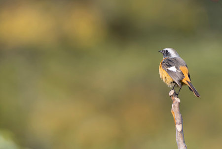 A Daurian Redstart puffing up its body.