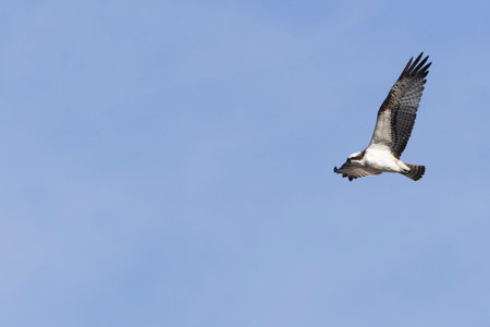 Osprey (Pandion haliaetus) in flight against a blue sky