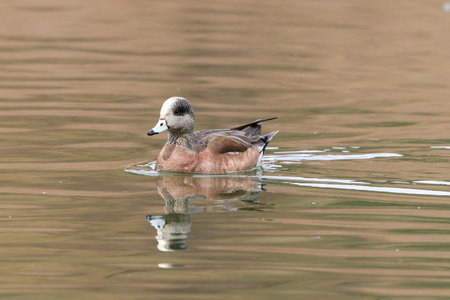 An american wigeon swimming in the pond.の写真素材