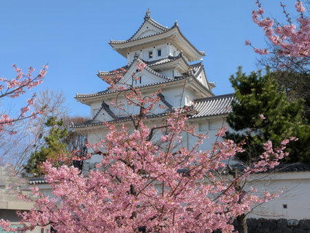 Ogaki castle with cherry tree in springtime, Japan.の写真素材