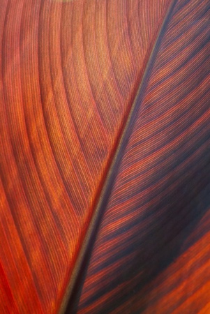 A red leaf of a tropical plant is backlit showing all the structureの写真素材
