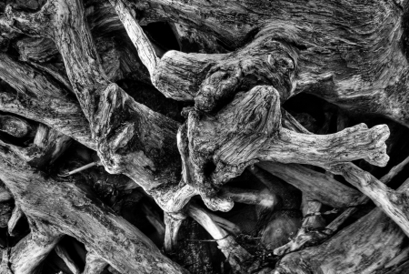 Black and white image of driftwood with all the rough detailの写真素材