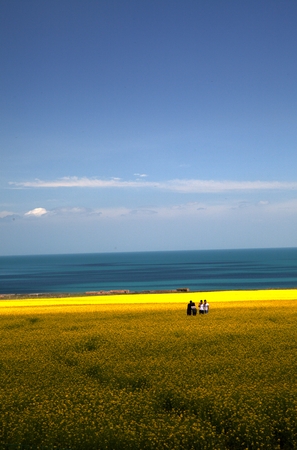 Qinghai Lake canola flowerのeditorial素材